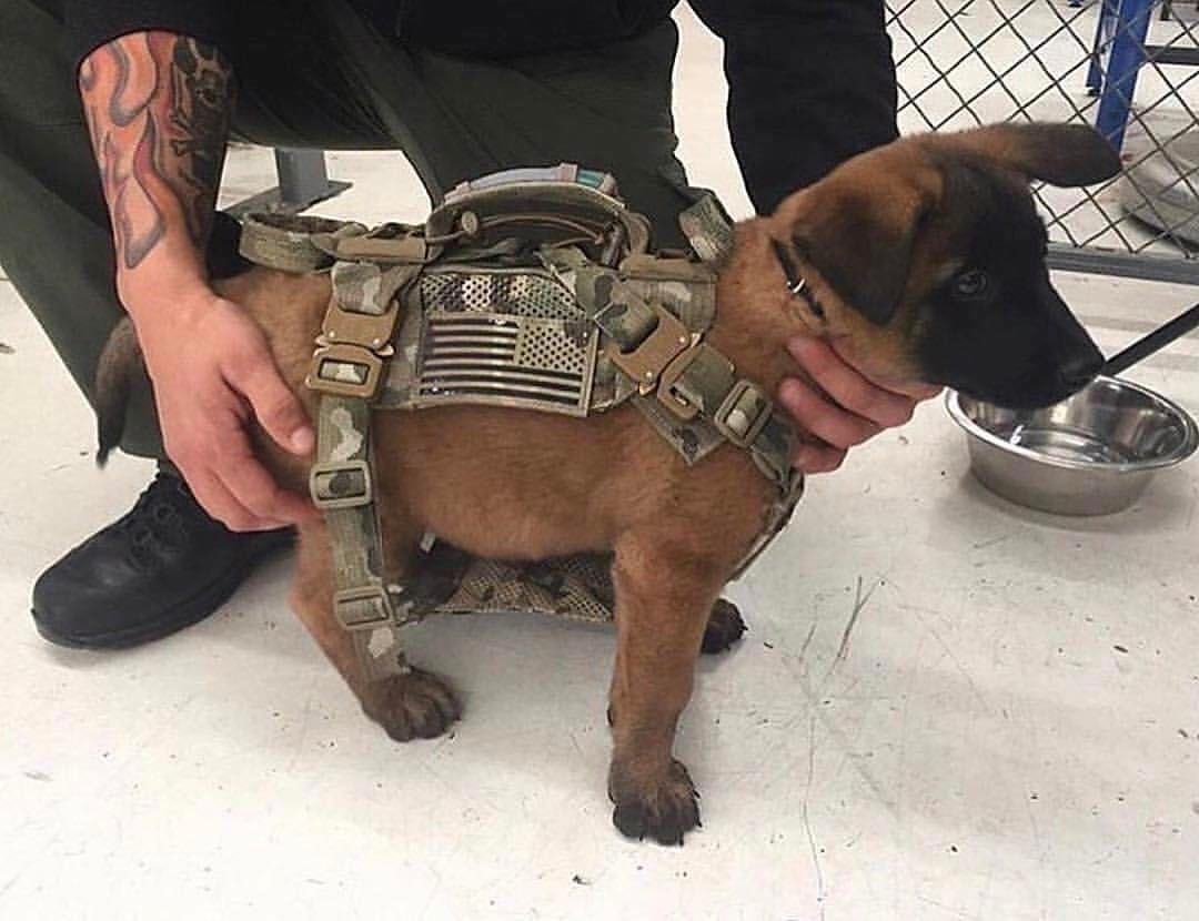 tacticalgang:  http://auctionarmory.com