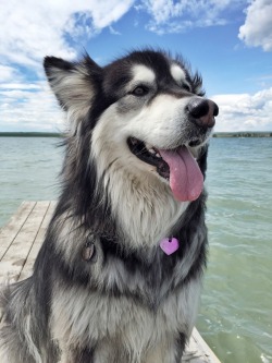 canadianmalamommy: We love hanging out at the lake.. 🐾💦 