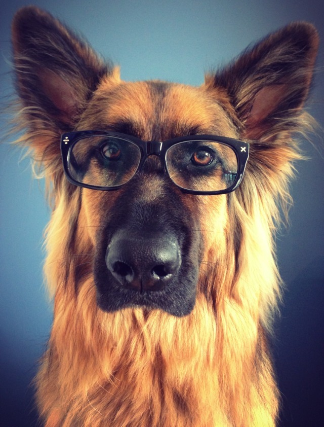 zecatspyjamas:  Studious bear; to help me cope with exams I took a bunch of photos