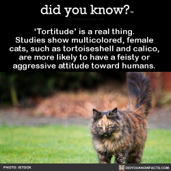 kranja: jumpingjacktrash:  did-you-kno: ‘Tortitude’ is a real thing.  Studies show multicolored, female  cats, such as tortoiseshell and calico,  are more likely to have a feisty or  aggressive attitude toward humans.   Source Source 2 and other cats.