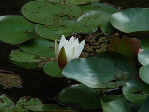 joleesapix:Pretty white waterlily peeking through the lily pads. 