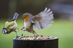 importantbirds:   witniss a birb of orng