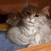 exactly4spiders:mostlycatsmostly:Help! My uncle’s cat had the saddest kitten eversubmitted
