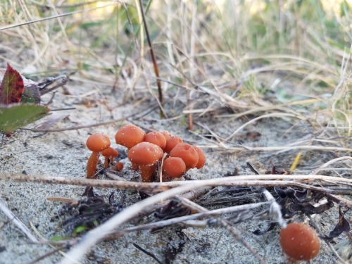 These little mushrooms, probably a Laccaria species, seemed perfectly at home in the sand at Dune Ci