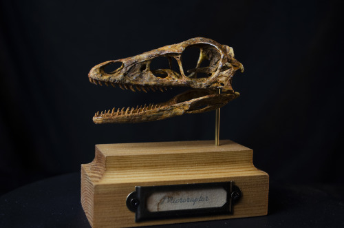 New replica: Microraptor skull.https://www.etsy.com/fr/shop/InhumanSpecies