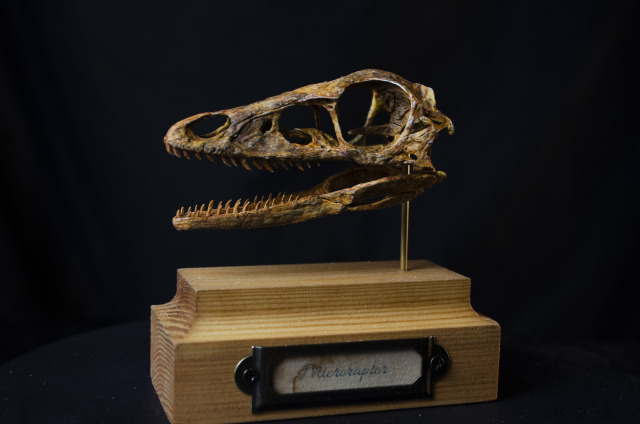 New replica: Microraptor skull. https://www.etsy.com/fr/shop/InhumanSpecies