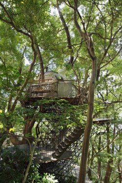 wordsnquotes:  thedesigndome:Japan’s Largest Treehouse Was Built Around a 300-year Old Tree A professional Japanese tree house designer for 15 years Takashi Kobayashi has built over 120 tree houses in Japan and globally.  Keep reading