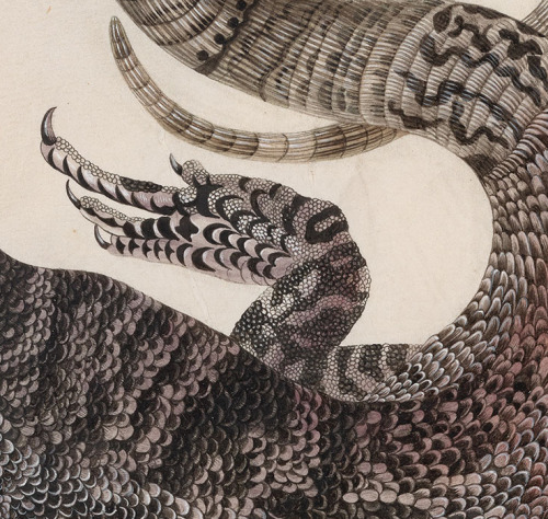 Maria Sibylla Merian, Black Tegu Lizard, 17th century. Pen and blank ink, transparent and opaque wat