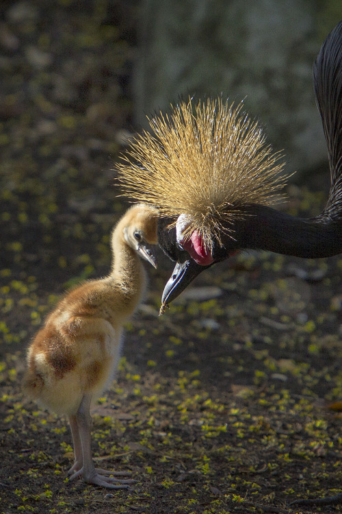 sdzsafaripark: East meets West - East African crowned crane siblings are getting lots of &lt;3 f