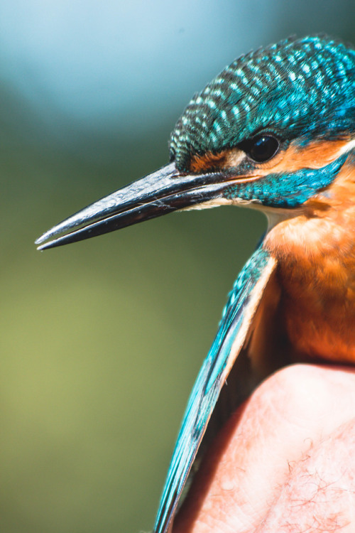 Gorgeous kingfisher (16.09.18)