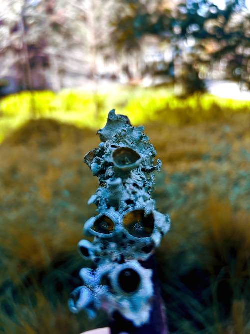 Lichen With Fruiting Bodies, Miami FL