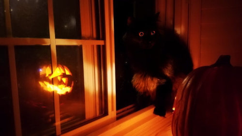 chocolatepyrusart: Happy Halloween - Black Cat Salem