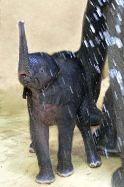 bacon-radio:  hkirkh:  Baby elephant and