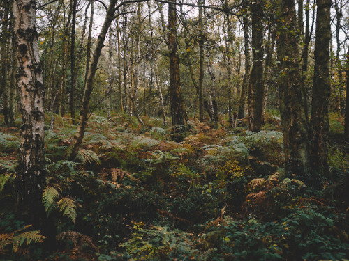 Ashridge Forest, Hertfordshire, England