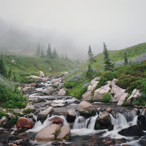 90377: the mood at mt. rainier  by Danielle  Nelson