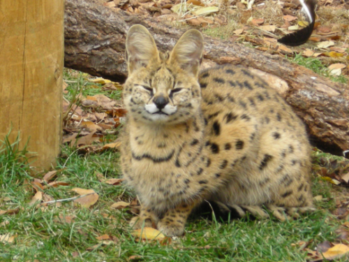 saladsaladnovski - snoopingasusualisee - garfield is a serval and...