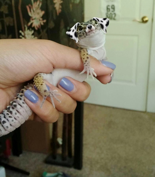 tastefullyoffensive:When you use a dog filter on your gecko. (via emilyxsnapp)