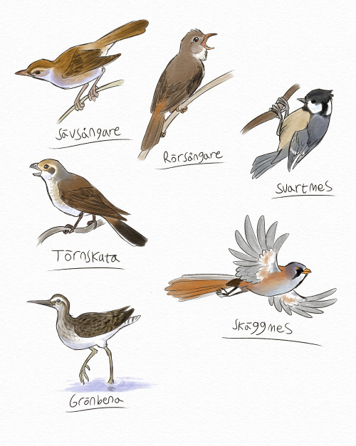 Experimentation with some marker brushes in Clip studio paint. I have cranked up my birdwatching obs