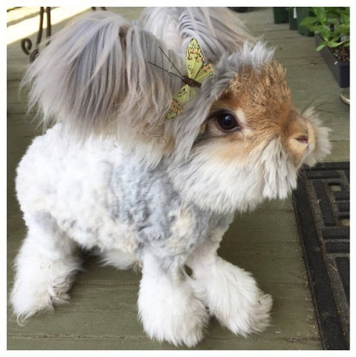 lickystickypickyshe:Wally is an English Angora with a cute haircut that makes his ears look like win
