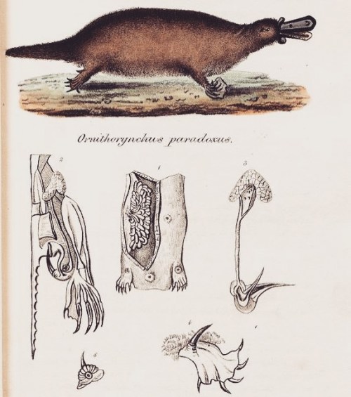 The platypus’s (Ornithorhynchus anatinus) venom-delivering spur was a curiosity highlighted wi