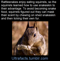 ultrafacts:   Squirrels Use “Snake Perfume”