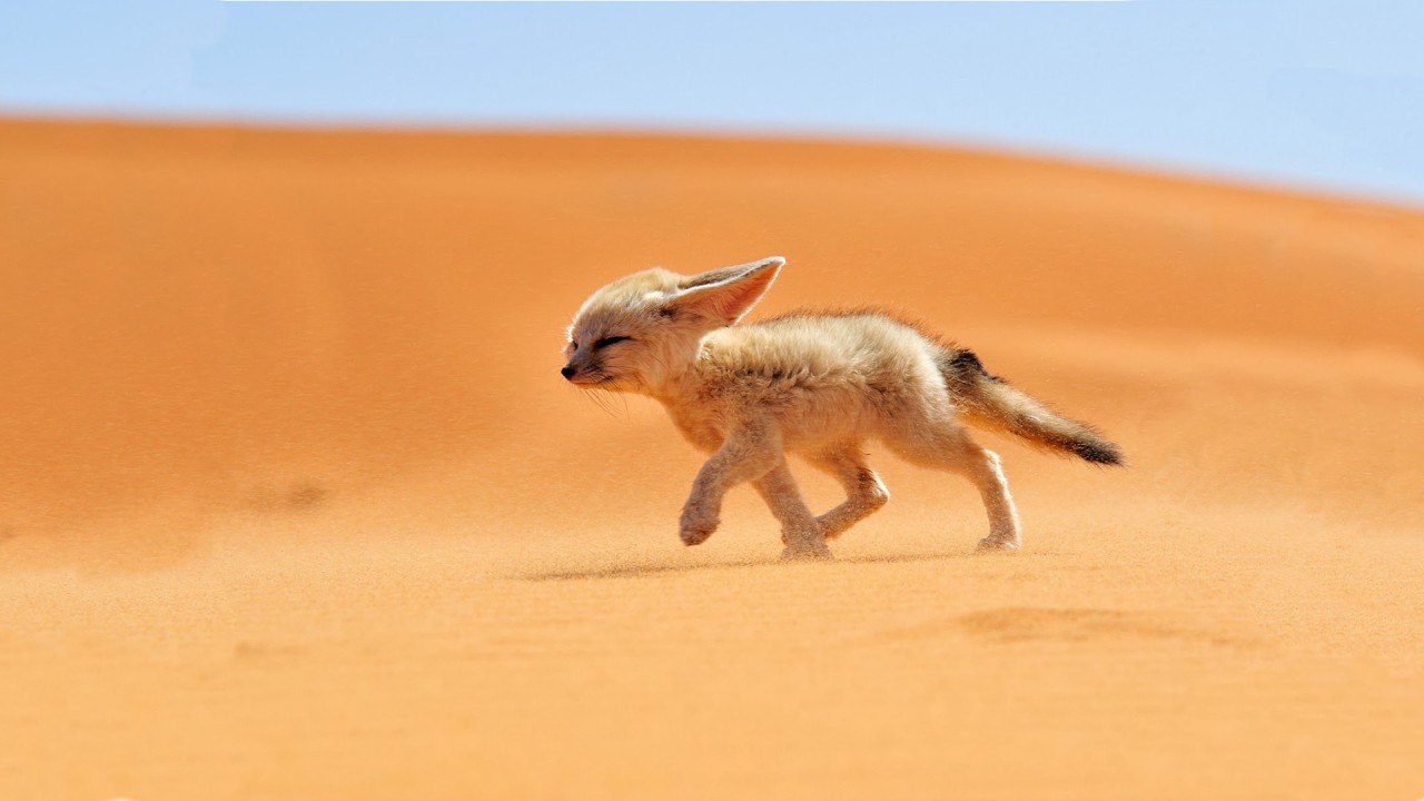 awwww-cute:Desert Fox (Source: http://ift.tt/2flnpsZ)best aminal &lt;3