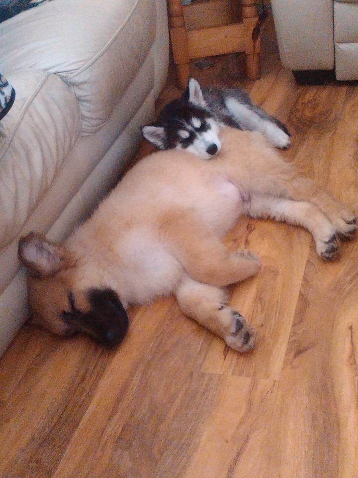 awwww-cute:  My girlfriend was wondering if her two new puppies would get along.