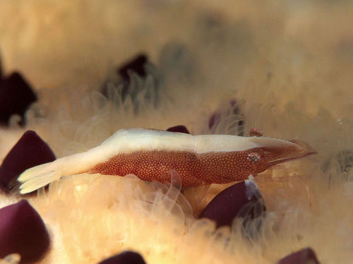 cool-critters:Starfish shrimp (Periclimenes soror) The starfish shrimp is a species of shrimp that lives as a symbiont w