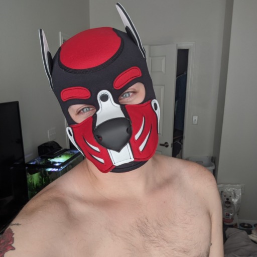 gayboykink:  mastersfido:  thecuteststraypup:  Curious pup!  Puppy love!    Well hi there cutiepup! *puts nose against the screen and sniffs*