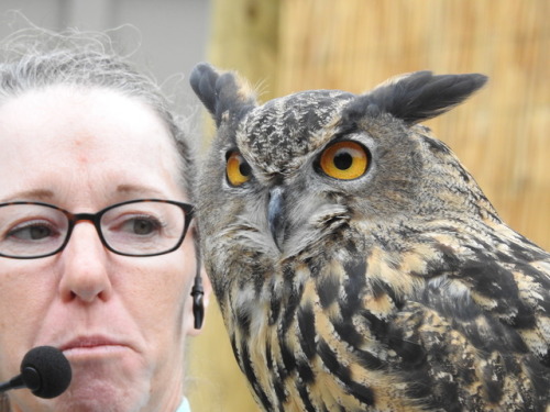 Details of an African Eagle Owl.