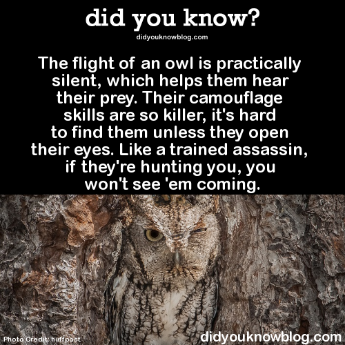 did-you-kno:  The flight of an owl is practically silent, which helps them hear their prey. Their camouflage skills are so killer, it’s hard to find them unless they open their eyes. Like a trained assassin, if they’re hunting you, you won’t see