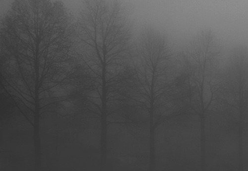 haustus:  trees 