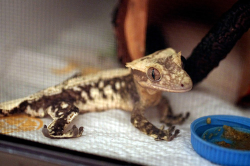 kittendrumstick:  Haven’t posted a gecko update in awhile, so here are some photos from yesterday when I was feeding them. Rosie basically spends all of her time climbing on her cage door until I open it and put food in there. Artemis still hates me,