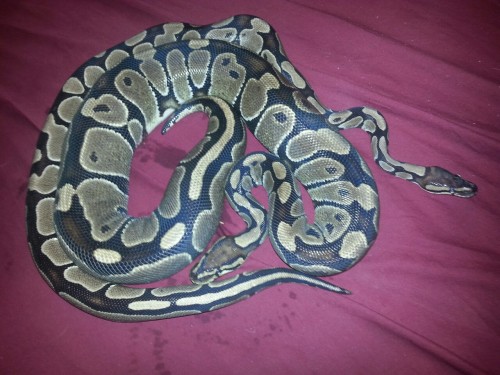 The really fat one is Bambi she is gravid. The other Skinner female is Barbie. They look like mom an
