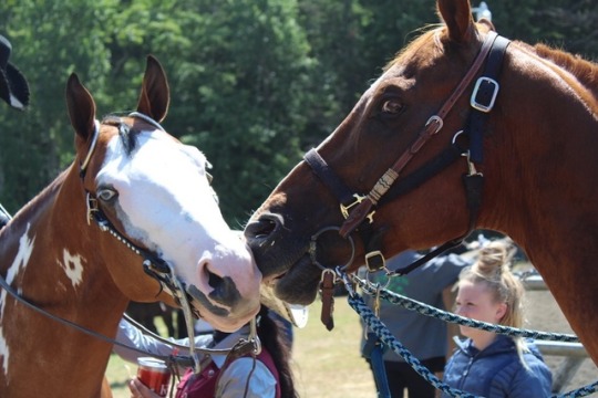 Went out and took some pics today of one of my amazing friends and her step daughter showing her horse ( they’ve actually been in a magazine recently). She took the overall show and got a buckle and her little got her first show buckle! ( at 7!!) both