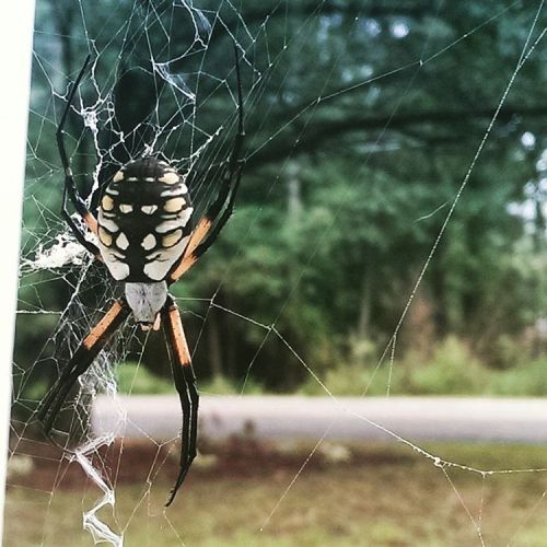Welcome to North Carolina, here&rsquo;s a BIG, creepy spider! .#spider #spiders #nc #northcarolina #