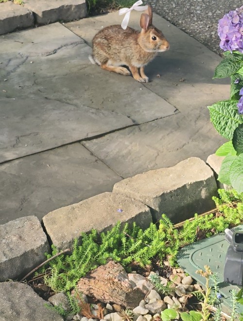 Waa Seeing A Bunny On Mi Birthday