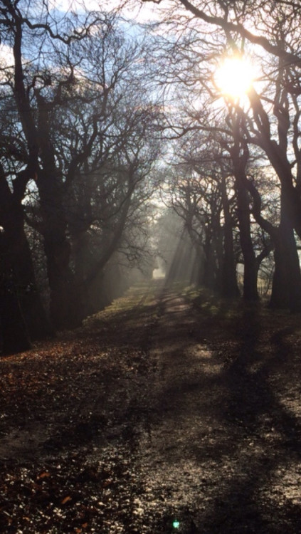 Long Walk in the Woods