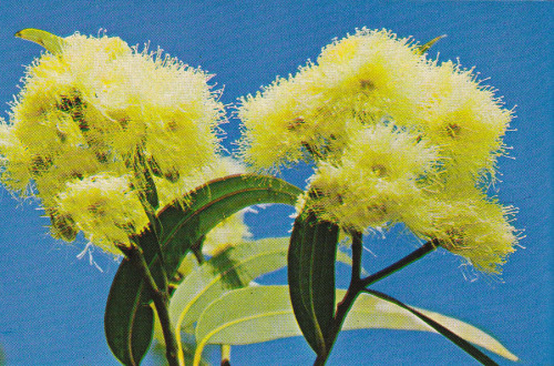 aloevera1998:  plant-scans:  Collecting Specimens, John Child, 1969  waverly