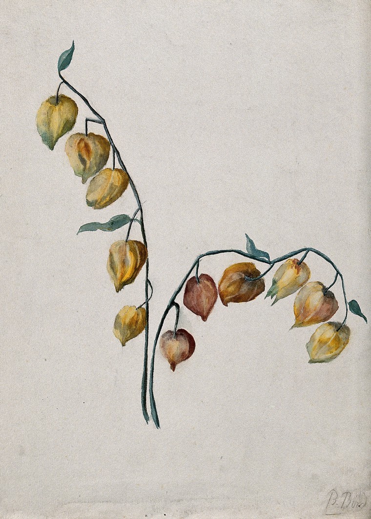 heaveninawildflower: Chinese Lantern (Physalis alkekengi). Watercolour by   B. Bird.