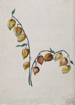heaveninawildflower: Chinese Lantern (Physalis alkekengi). Watercolour by   B. Bird.  Image and text information courtesy  Wellcome Collection. CC BY   