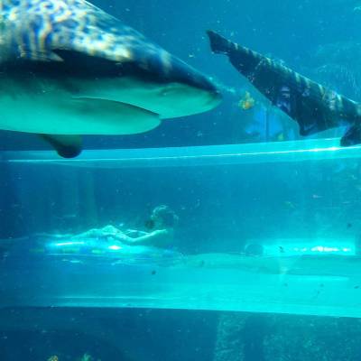 meridiantravel:
“How cool…. encountering big sharks while in a glass slide in Atlantis Resort on Paradise Island in Nassau, Bahamas. #bahamas #nassau
”