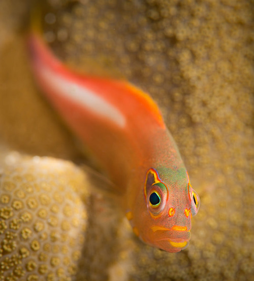 libutron:  Arc-Eye Hawkfish - Paracirrhites arcatus Paracirrhites arcatus (Perciformes - Cirrhitidae