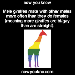 nowyoukno:  Gay Facts - for more facts follow