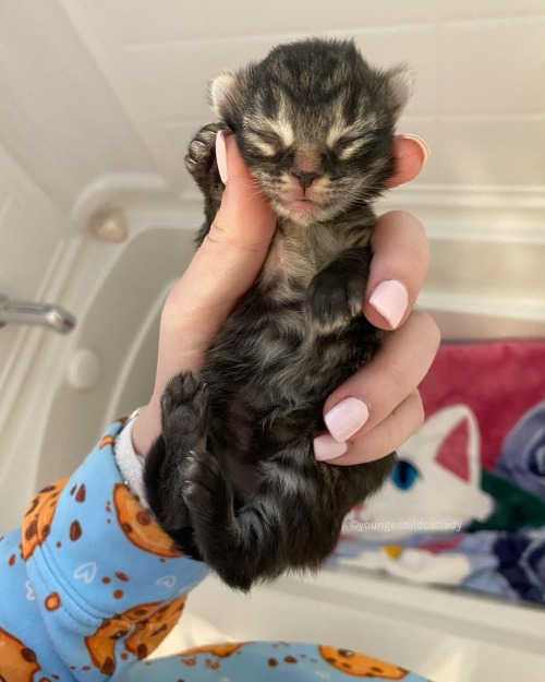 catsofinstagram:From @youngestoldcatlady: “Oh hi little one ❤️ It’s not often I get a mom with one baby. It’s pretty rare! This little boy is going to get so spoiled. Mama is so sweet but in desperate need of medical attention. She has her first