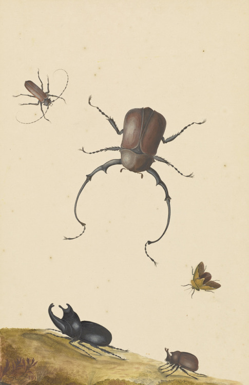 While these illustrated insects appear incredibly lifelike, Dutch artist, Nicolaas Struyck, likely w