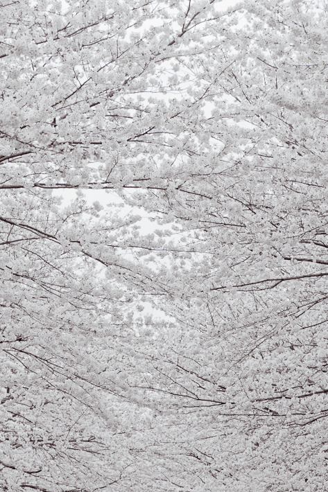 hashitaka:the clouds have branches