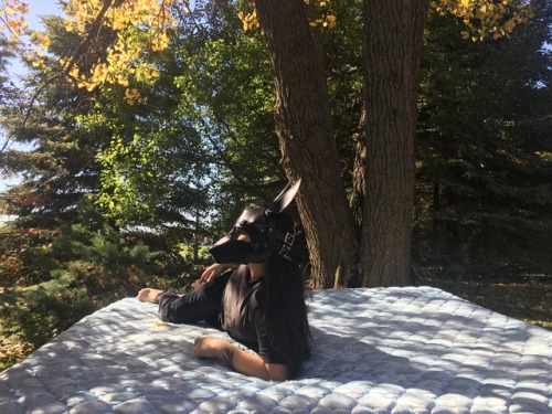 puptokki:enjoying the last sun dappled rays before the long winter :3
