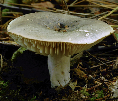 The blackening russule - Russula nigricans - begins as a stout, creamy white mushroom with a coffee-