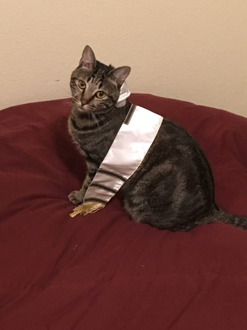 brieffoxllama: I gave my cat a bat mitzvah for my Japanese language class project… She is not